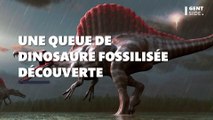 Une queue de dinosaure fossilisée découverte lors d’une excursion