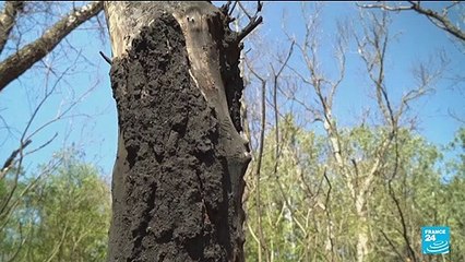 De nouveaux débris de drones trouvés en Roumanie