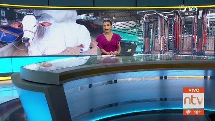 Hoy ingresa el ganado a Expocruz 2023