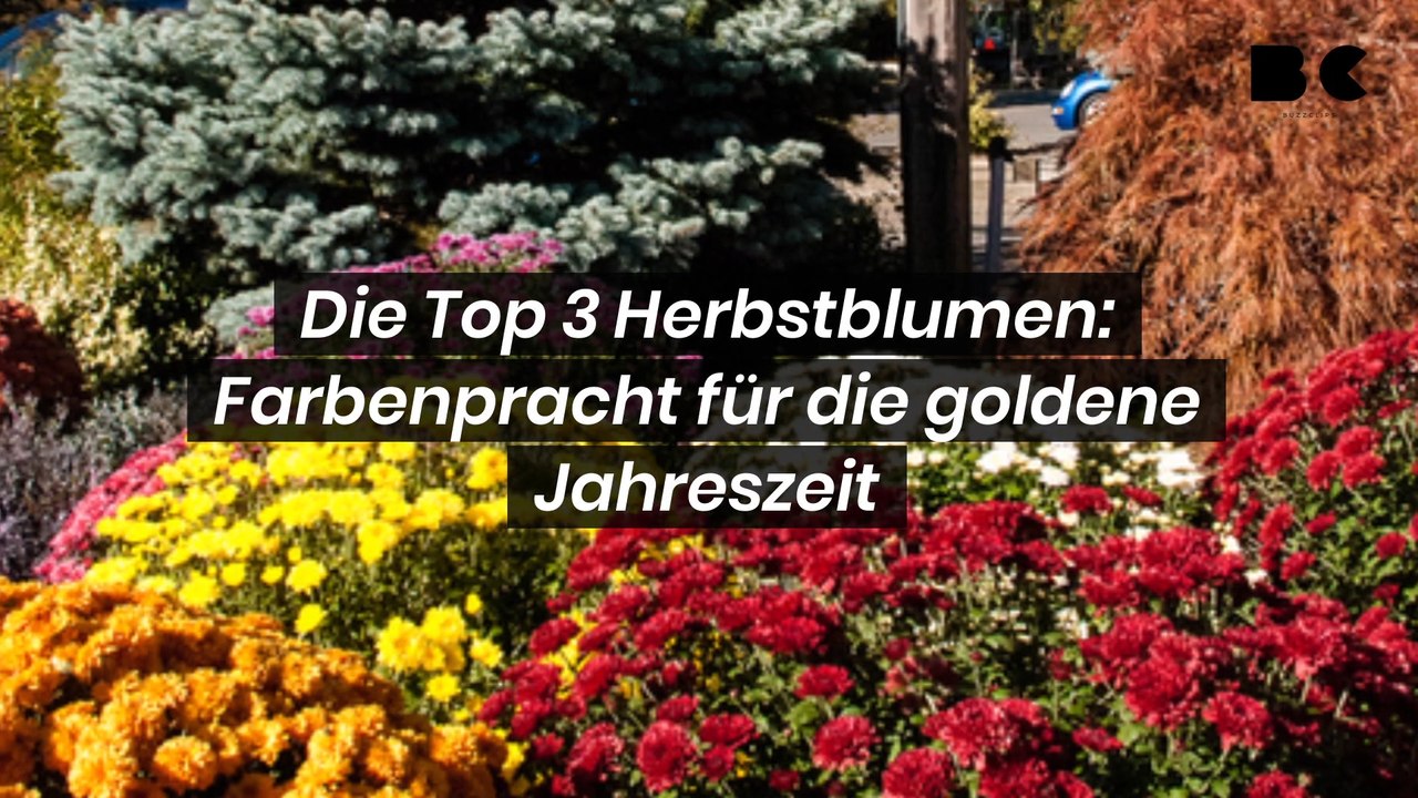 Die Top 3 Herbstblumen: Farbenpracht für die goldene Jahreszeit