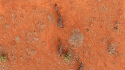 An elephant herd navigating through an arid landscape in search of food and water