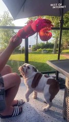 Slow and Steady Fetch: Goose the Bulldog's Relaxed Retrieval || Best of Internet