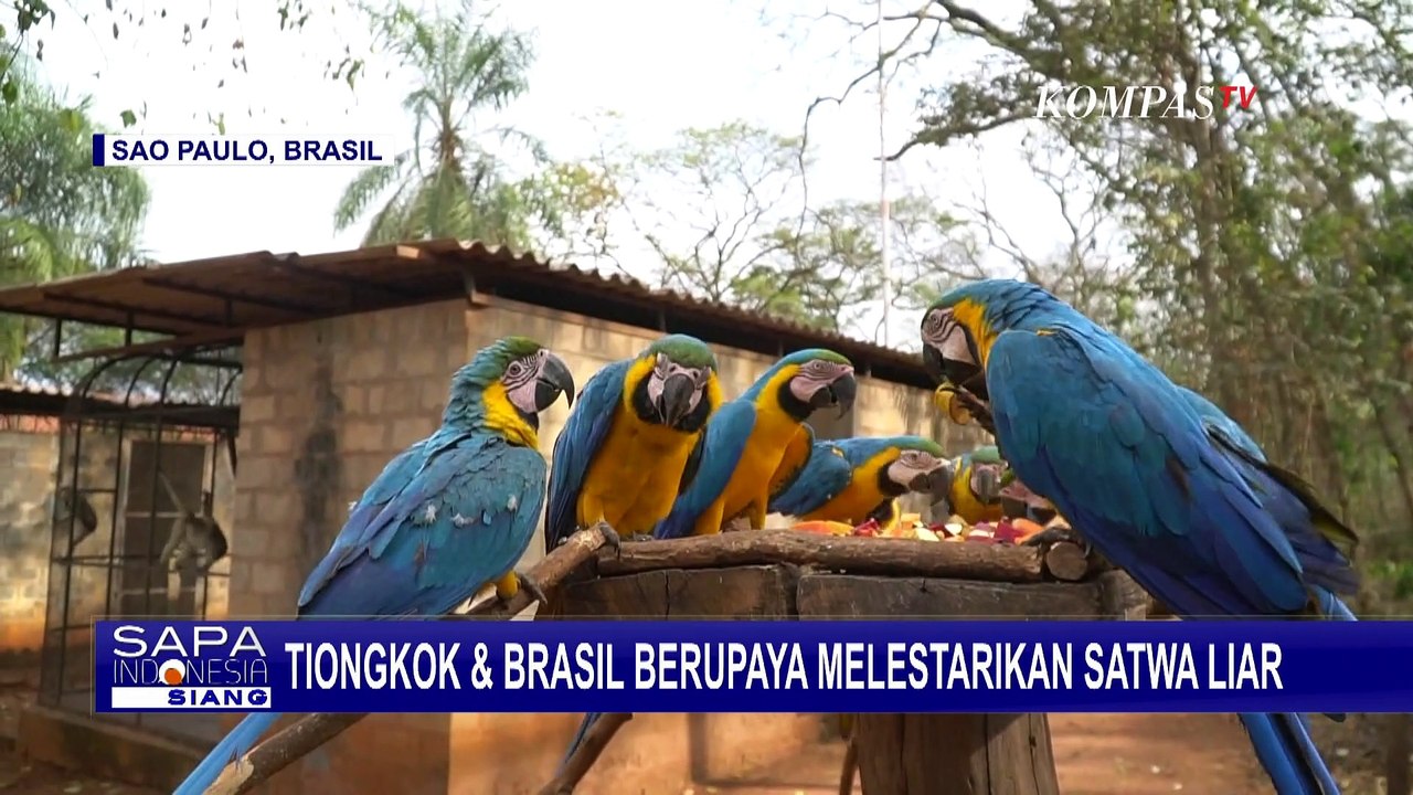 Tiongkok dan Brasil Berupaya Melestarikan Satwa Liar