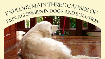 Explore main Three causes of skin allergies in Dogs and Solution