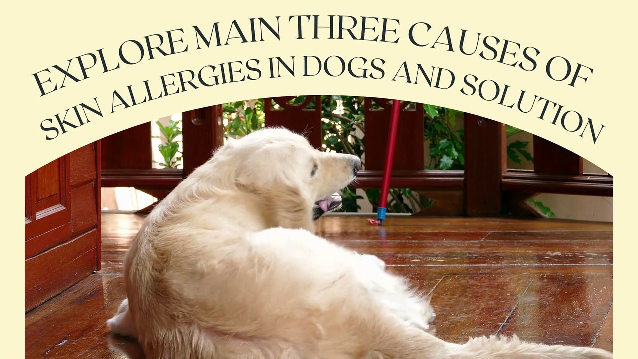 Explore main Three causes of skin allergies in Dogs and Solution