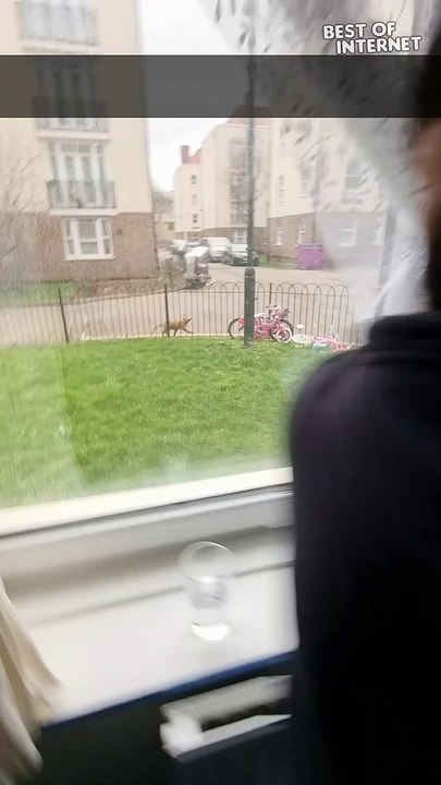 Epic Showdown: Clever Squirrel Outsmarts Fox || Best of Internet