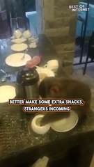 When Monkeys Crash Your Dinner Party: Epic Primate Party || Best of Internet
