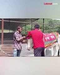 नव्या काळात रुबाबदार  सर्जाराजा ची वाट बिकट New