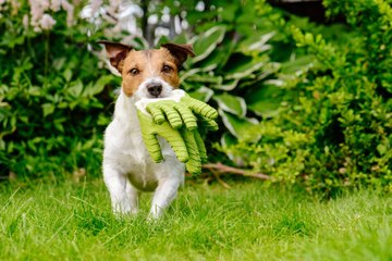 Cómo Mantener A Tu Perro Seguro En Tu Jardín