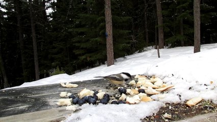Auto Alma Dam-en-Terre Fort Abandonné 2 Mars 2023