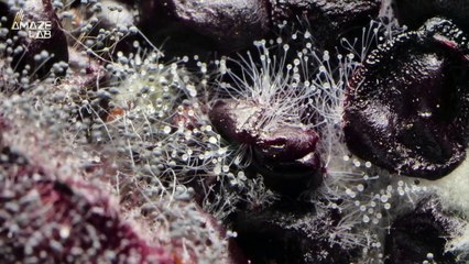 Researchers Discover a Species That Gets Stressed, Grows a Giant Mouth and Eats Its Own Friends
