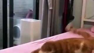 Funniest Cat And Dogs | Funny Animal Videos 2023