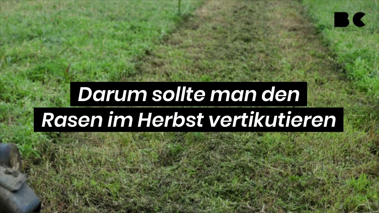 Darum sollte man den Rasen im Herbst vertikutieren