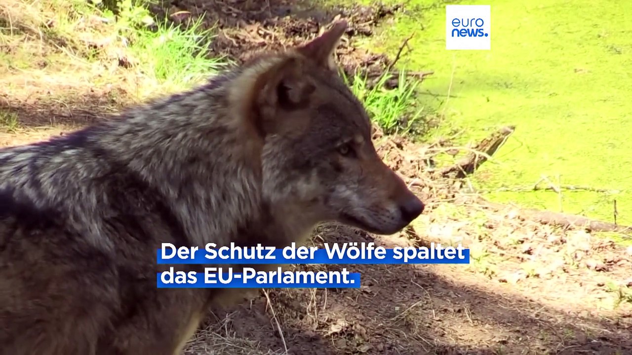 EU-Parlament uneins über Pläne zur Überprüfung des Schutzes von Wölfen