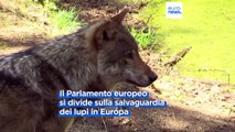 Il Parlamento europeo diviso sulla protezione dei lupi