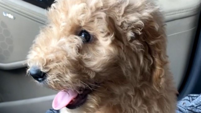 Daughter cries tears after parents gifts her a puppy for her 12th birthday *Puppy Surprise*