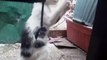 String Kittens PART 1 -  Playing Kittens Cat Videos Cats