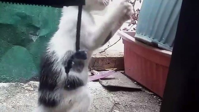 String Kittens PART 1 - Playing Kittens Cat Videos Cats