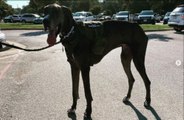 World's tallest male dog dies of cancer complications