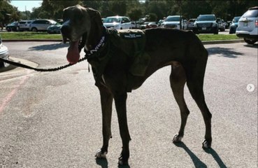 World's tallest male dog dies of cancer complications