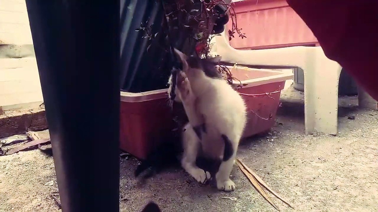 String Kittens PART 2  Cat play Cats
