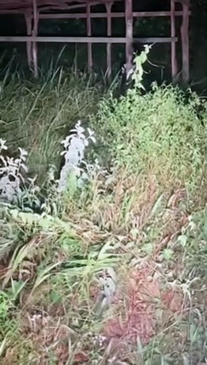 Paranormal activity ghost on camera part 232