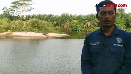 Buaya Raksasa Dekati Permukiman Warga di Pesisir Selatan, Begini Penampakannya