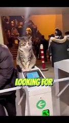 These stray cats are now subway station patrols