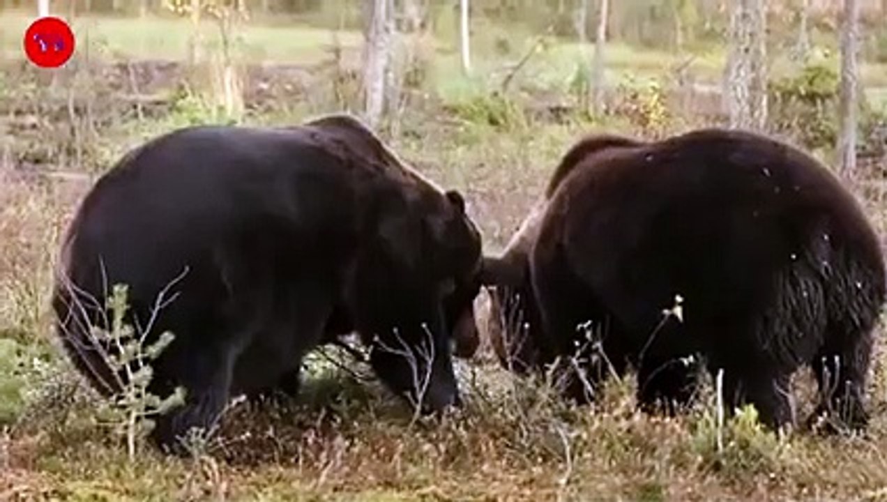 Top 10 Moments Kangals Attack Most Dangerous Wild Animals   Kangal Real Fights - Tough Creatures