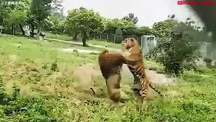 Top 10 Strongest Predators In The Africa - Tough Creatures