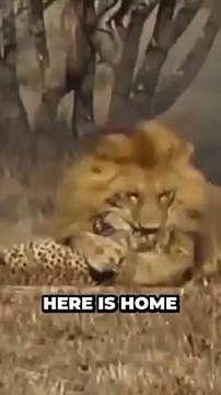 Unleashing the Untold Wonders of African Wildlife and Lions