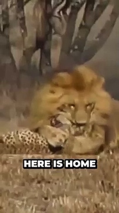 Unleashing the Untold Wonders of African Wildlife and Lions