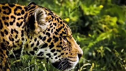 Top 10 Strongest Predators in The Wild   Prey VS Predator