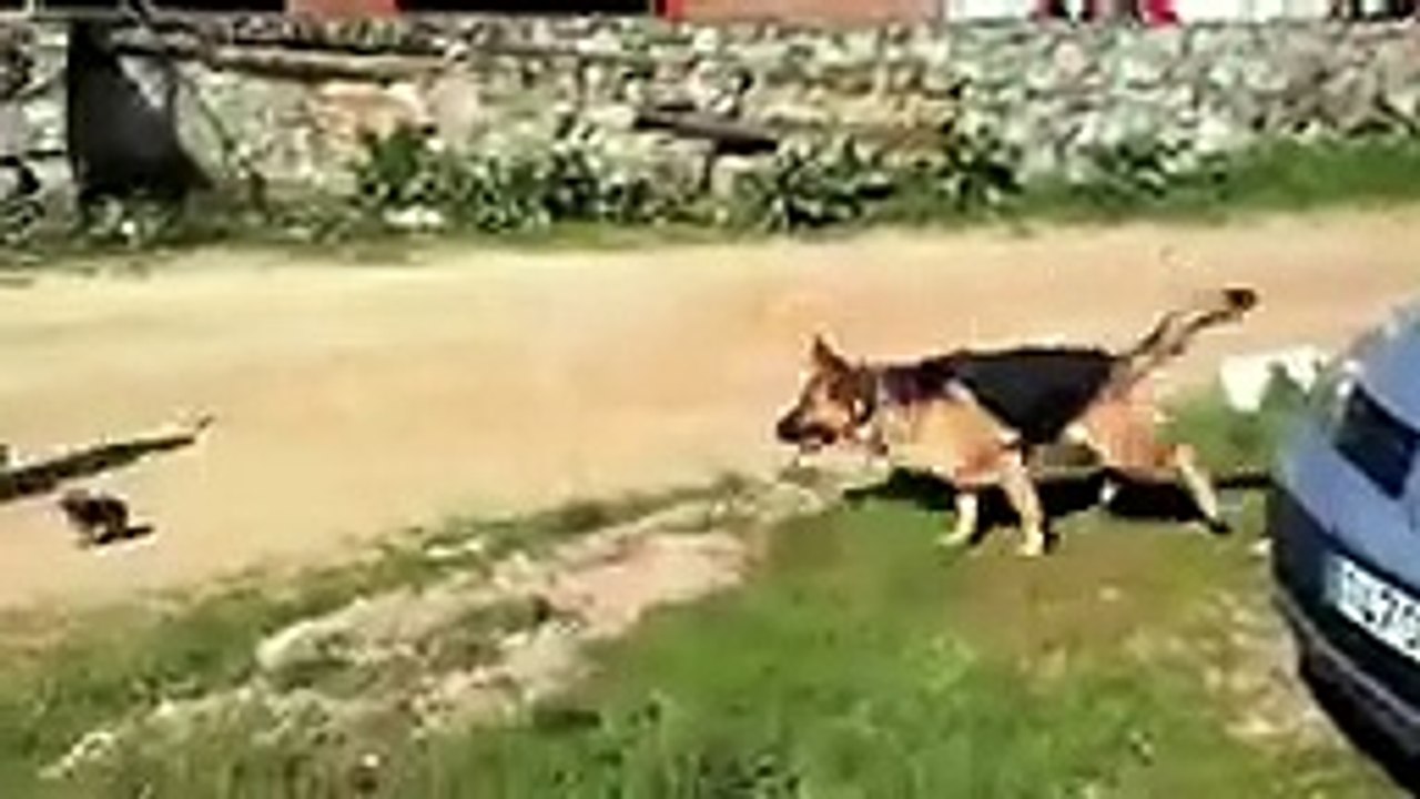 HOW TO TRAIN YOUR DOG IF YOU DON'T WANT TO BE BITTEN BY YOUR DOG