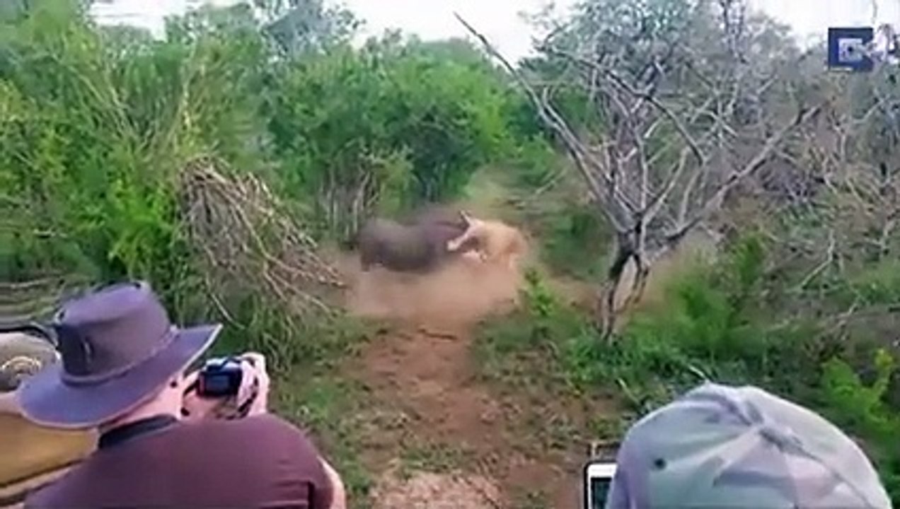 Top 10 Moments Lions are Killed by Their Prey