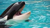 This is Why Orcas Are Known as Killer Whales