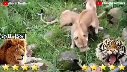Lion VS Tiger Real Fight 2021 - Tiger VS Lion - Tough Creatures