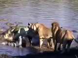 MOST AMAZING #Lion Vs Crocodile Real Fight   Lion vs Giant Crocodile   Real Fight#7