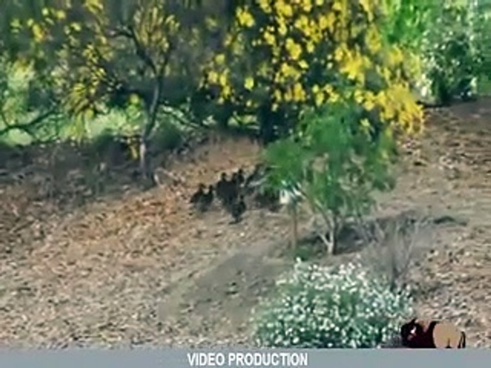 10 CRAZY Animal Fights Caught On Camera #7 - Cr...