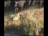 AMAZING wild animals fights Crocodile vs Buffalo vs Lion#7