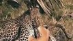 Amazing animal attacks Baboons Save Deer From Leopard - #Hyena Help Deer, Bear Saves Crow#7
