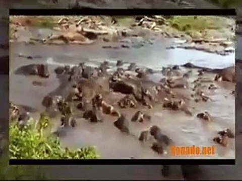 Craziest real Animals Fight Amazing Animal Attack Compilation HD 2016 Funny Animals #7 (2)