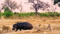 These Birds Ruthlessly Eats Hippo's Flesh Alive