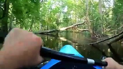 Crocodile Nearly Devoured A Man