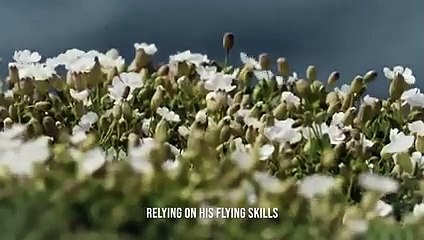 A Gull Bird Rips a Rabbit Apart  Battle For Food