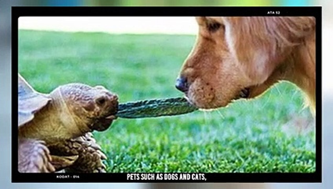 Turtle Were Crushed And Eaten By Honey Badger