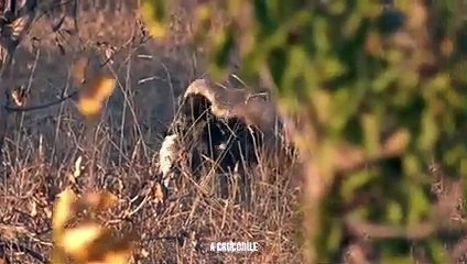 Hyena Exhibit Brutal Force To Kill Honey Badger