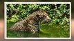 Jaguar Grabs The Caiman From Its Head