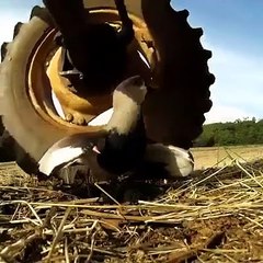 Cette maman oiseau prend tous les risques pour protéger son nid face à une moissonneuse