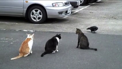 3 chats VS un corbeau